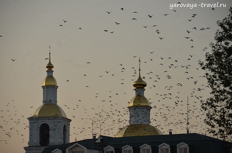 Летят со стороны монастыря.